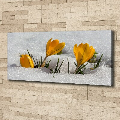 Bild auf leinwand Krokusse im Schnee