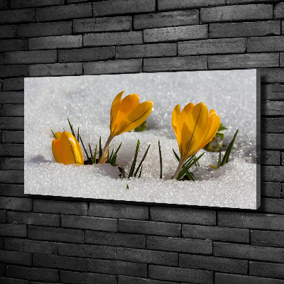 Bild auf leinwand Krokusse im Schnee