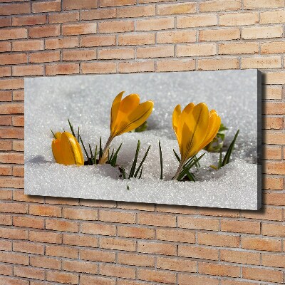 Bild auf leinwand Krokusse im Schnee