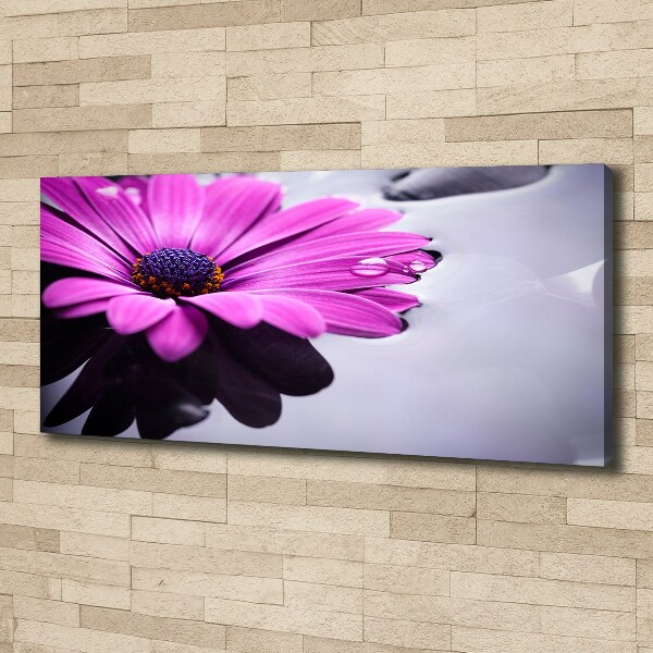 Bild auf leinwand Gerbera