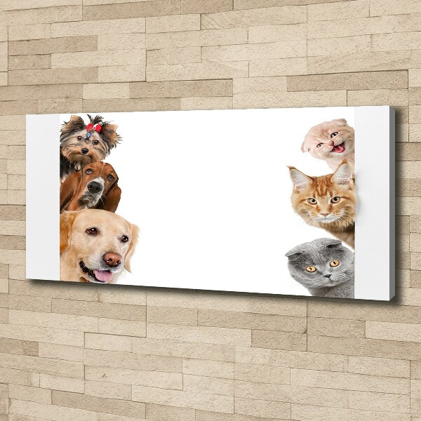 Bild auf leinwand Hunde und Katzen