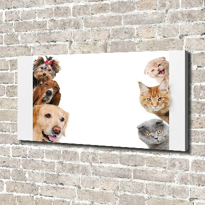 Bild auf leinwand Hunde und Katzen