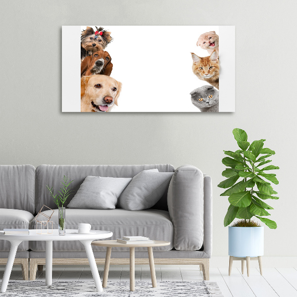 Bild auf leinwand Hunde und Katzen
