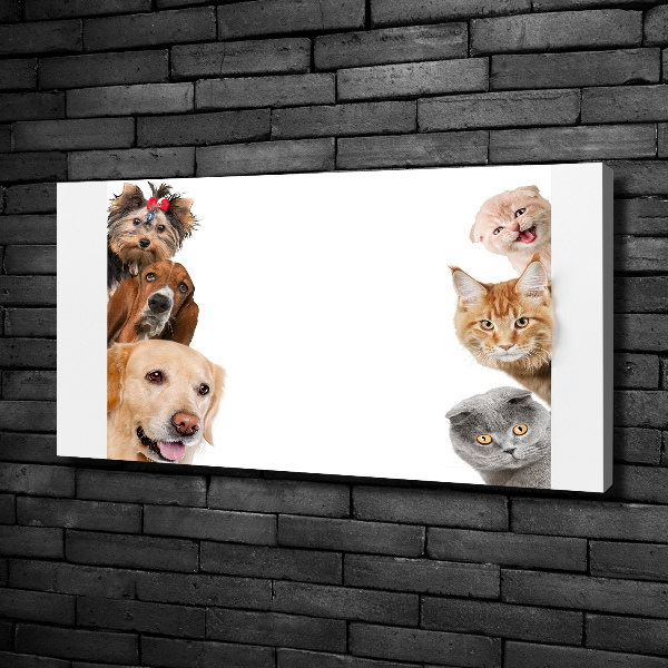 Bild auf leinwand Hunde und Katzen