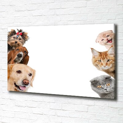 Bild auf leinwand Hunde und Katzen