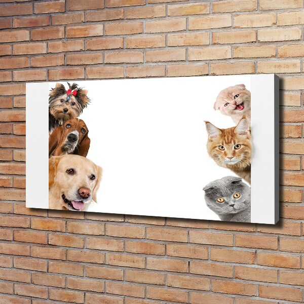 Bild auf leinwand Hunde und Katzen