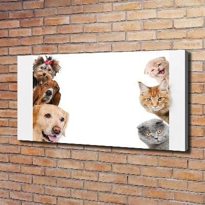 Bild auf leinwand Hunde und Katzen