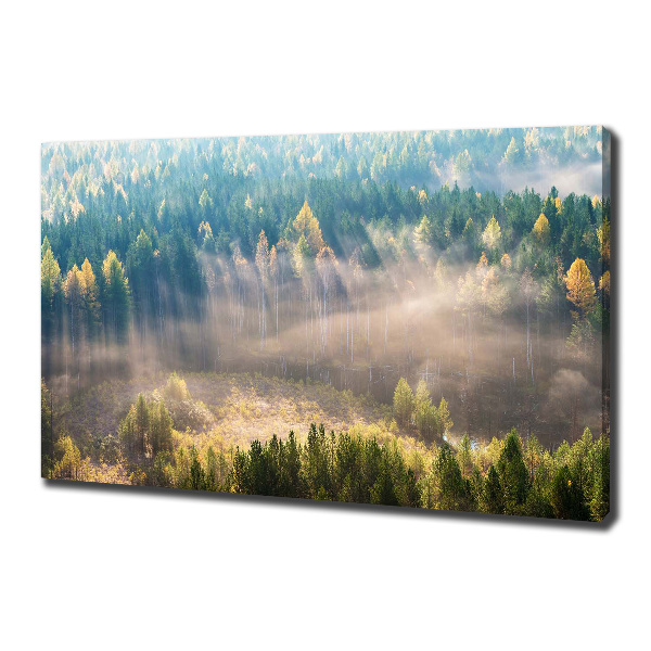 Bild auf leinwand Nebel im Wald