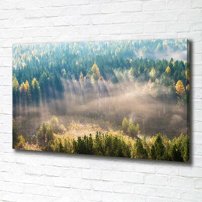 Bild auf leinwand Nebel im Wald