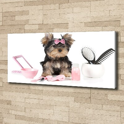 Fotobild Yorkshire Kosmetik