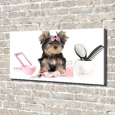 Fotobild Yorkshire Kosmetik