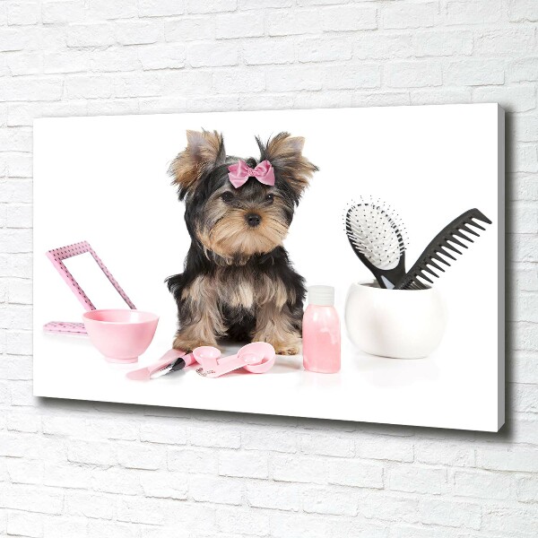 Fotobild Yorkshire Kosmetik