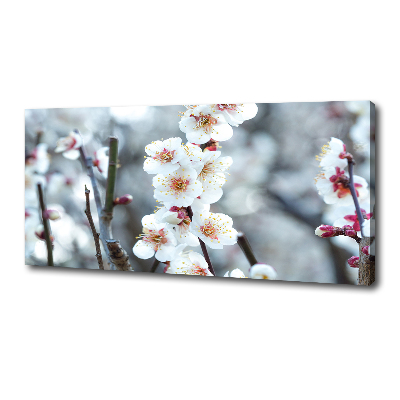 Fotobild Kirschblüten