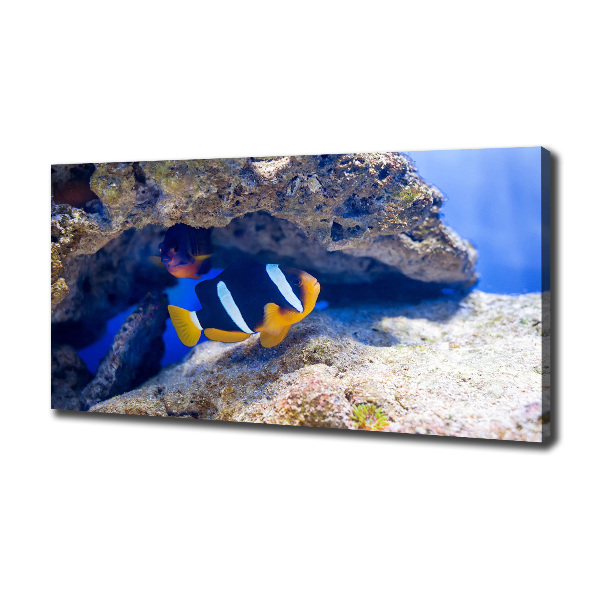 Wandbild Tropische Fische