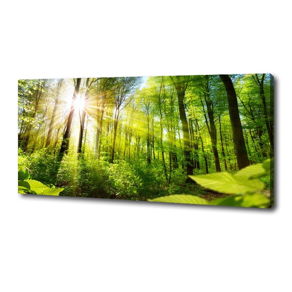 Wandbild Wald in der Sonne