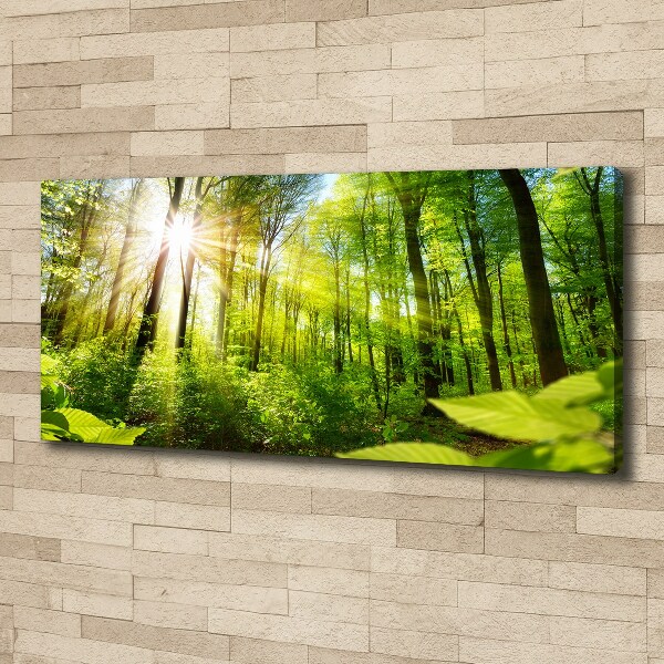 Wandbild Wald in der Sonne