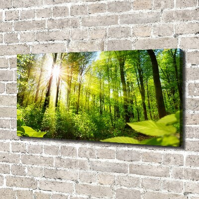 Wandbild Wald in der Sonne
