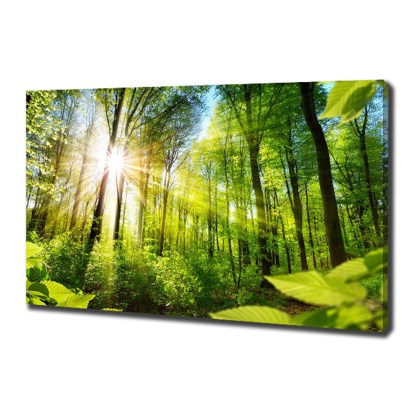 Wandbild Wald in der Sonne