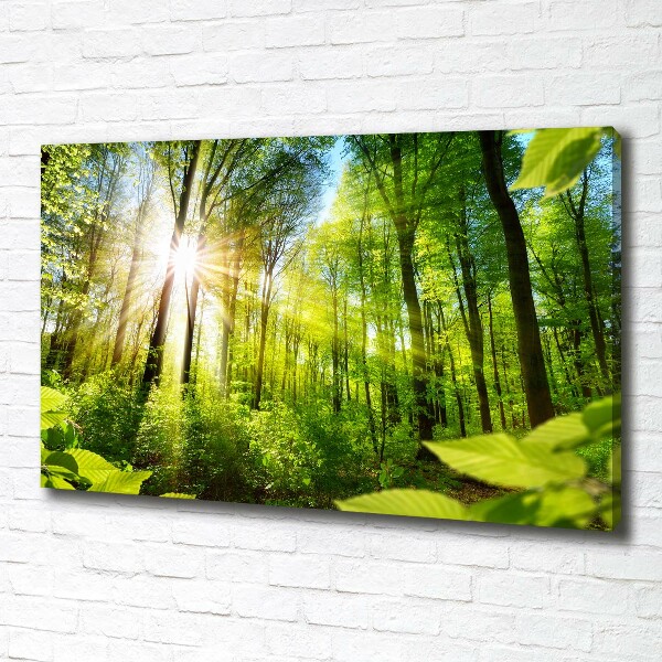 Wandbild Wald in der Sonne