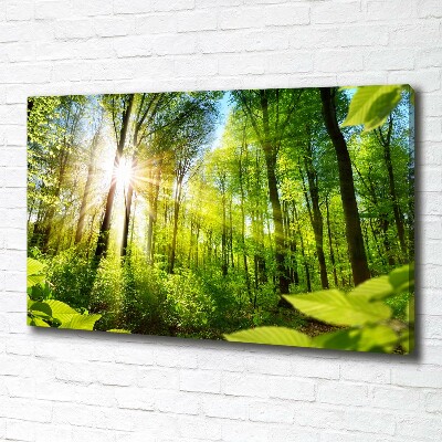 Wandbild Wald in der Sonne