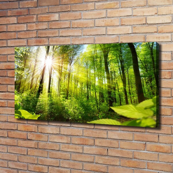 Wandbild Wald in der Sonne