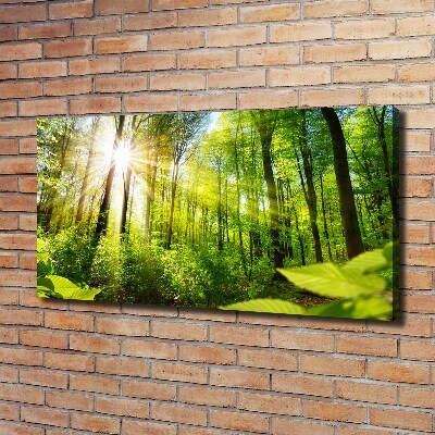 Wandbild Wald in der Sonne