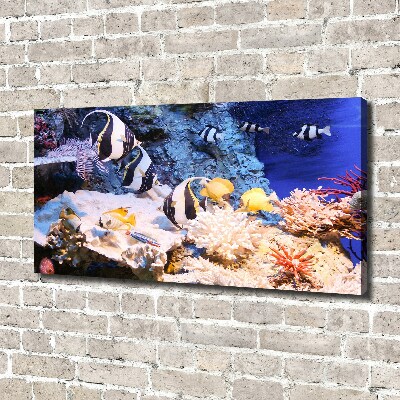 Fotobild Korallenriff