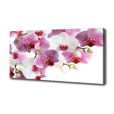 Bild auf leinwand Orchidee