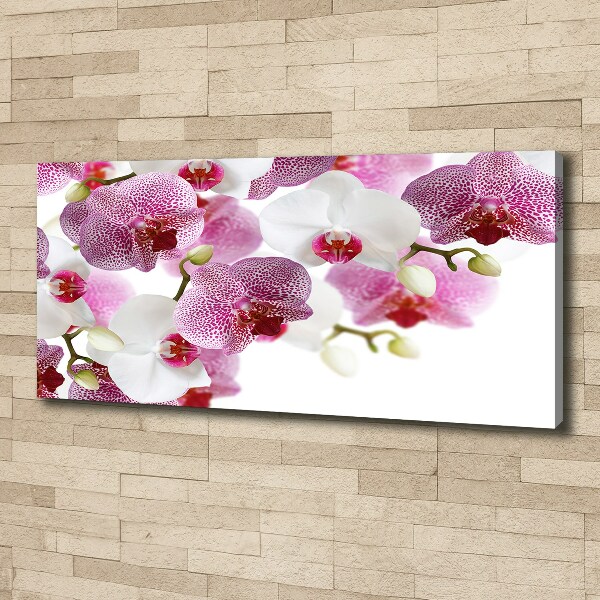 Bild auf leinwand Orchidee