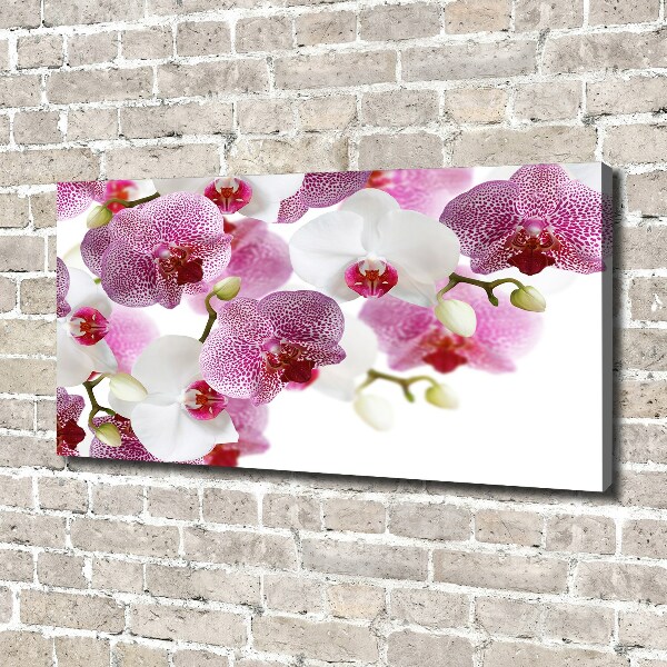 Bild auf leinwand Orchidee