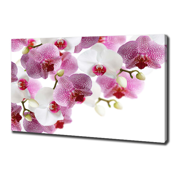 Bild auf leinwand Orchidee