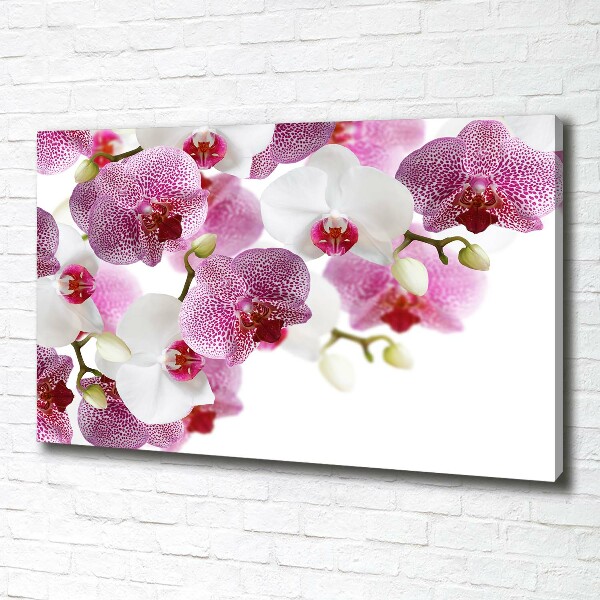 Bild auf leinwand Orchidee