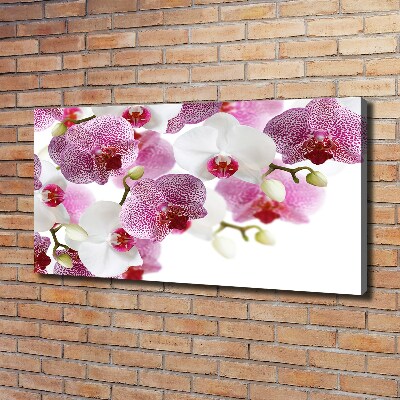 Bild auf leinwand Orchidee