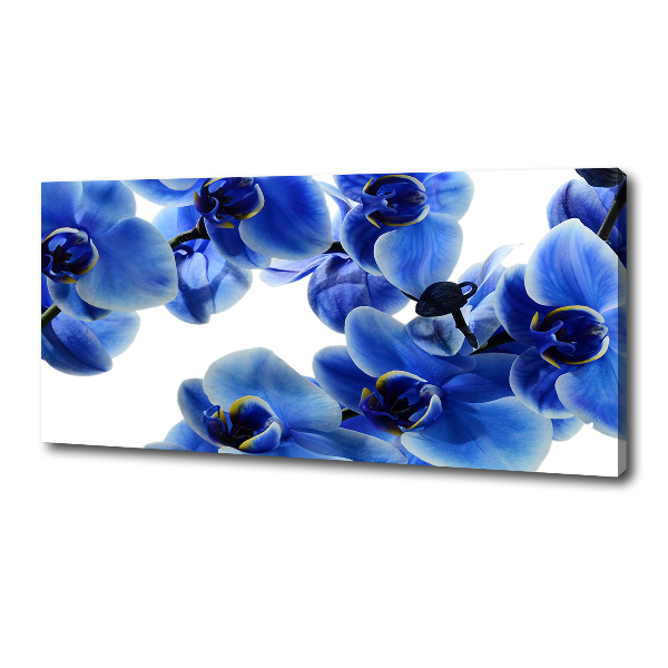 Fotobild Blaue Orchidee