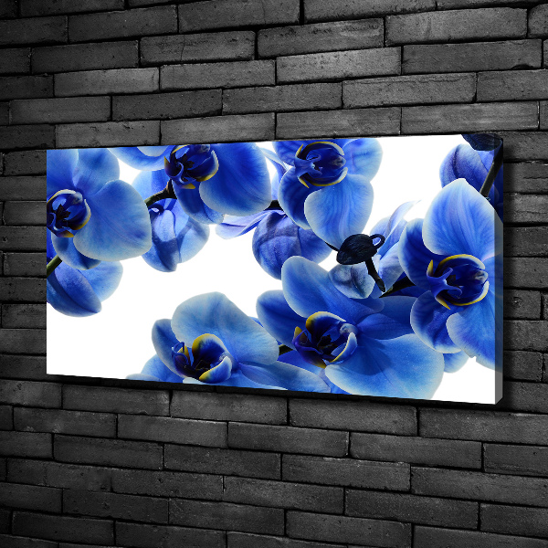 Fotobild Blaue Orchidee