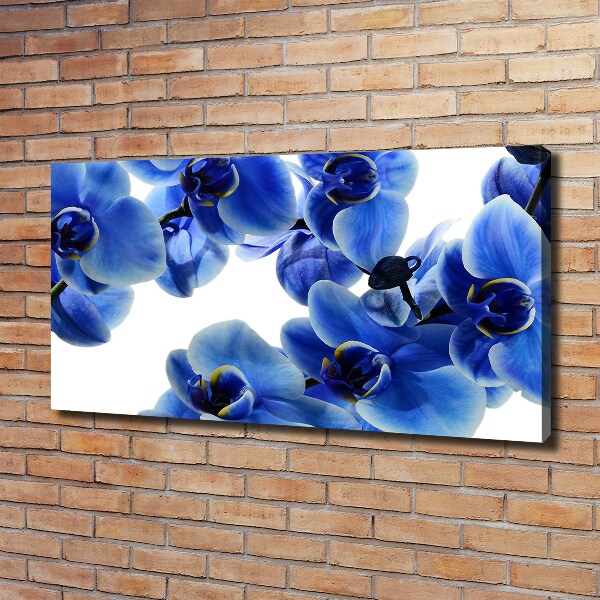 Fotobild Blaue Orchidee