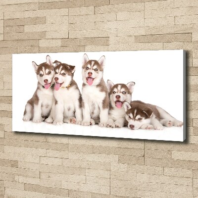 Bild auf leinwand Husky-Welpen