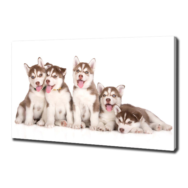 Bild auf leinwand Husky-Welpen
