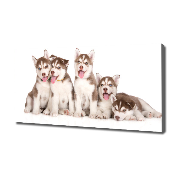 Bild auf leinwand Husky-Welpen