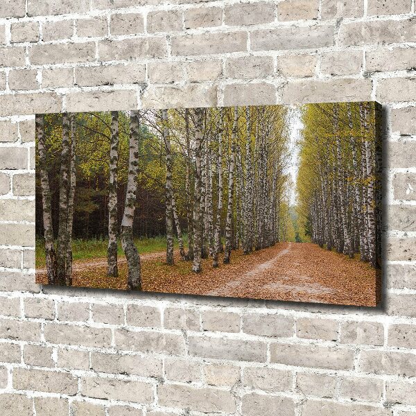 Bild auf leinwand Birkenallee