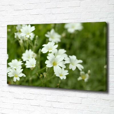 Bild auf leinwand Frühlingsblumen