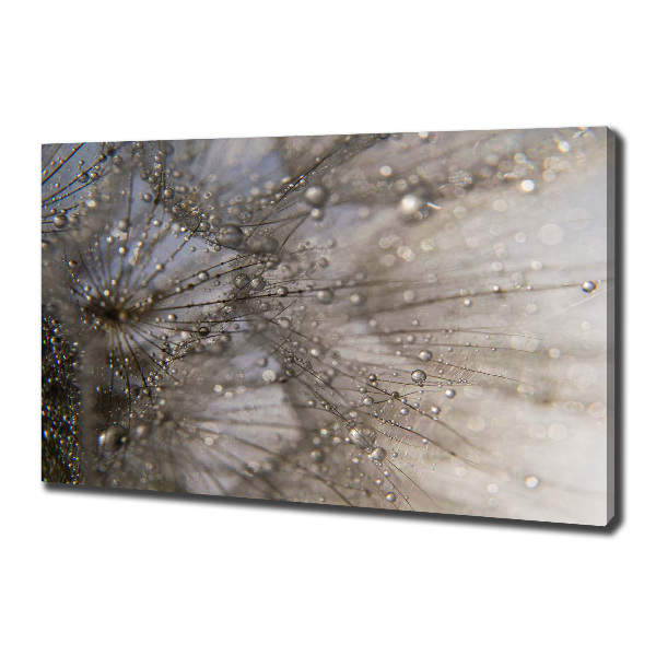 Bild auf leinwand Löwenzahnsamen