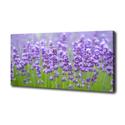 Lavendel
