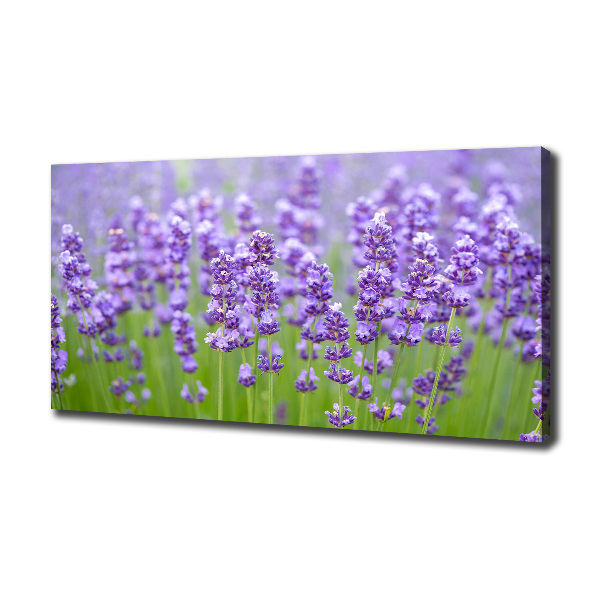 Wandbild Lavendel
