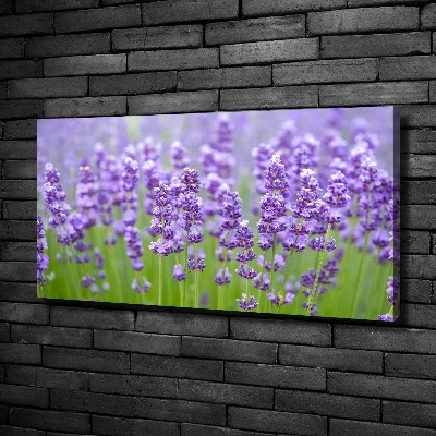 Wandbild Lavendel