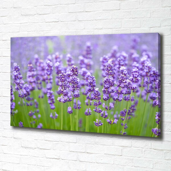 Wandbild Lavendel