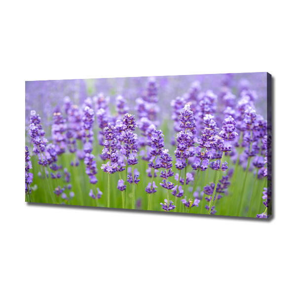 Wandbild Lavendel