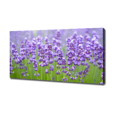Wandbild Lavendel