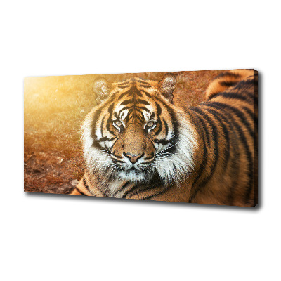 Fotobild Bengal-Tiger