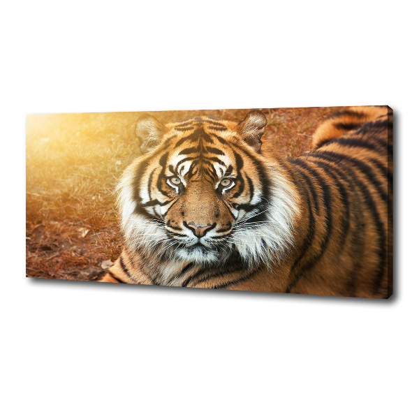 Fotobild Bengal-Tiger